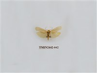 藏品(淡白凹苔蛾)的圖片